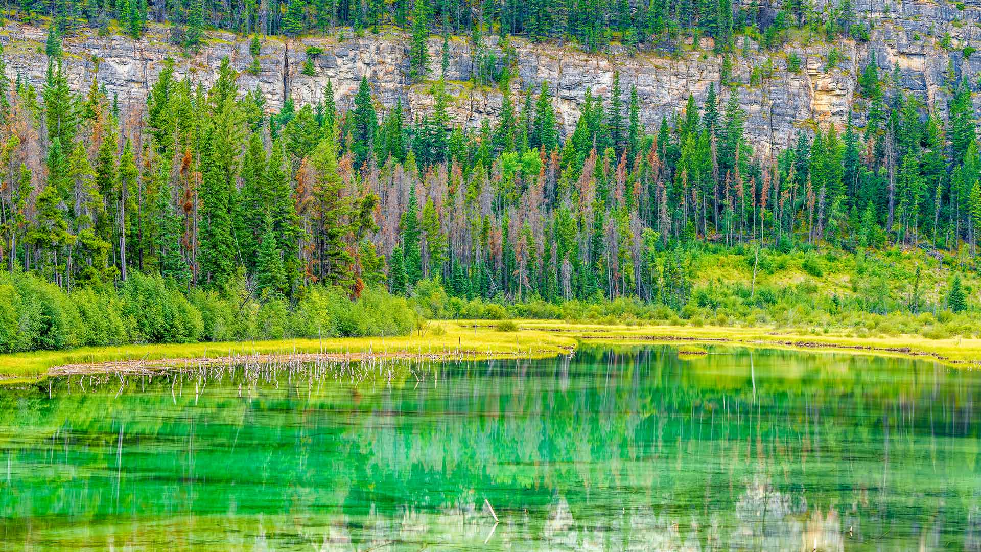 Bing Detail Image