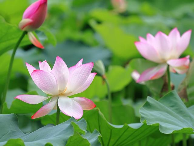 莲花与莲花植株