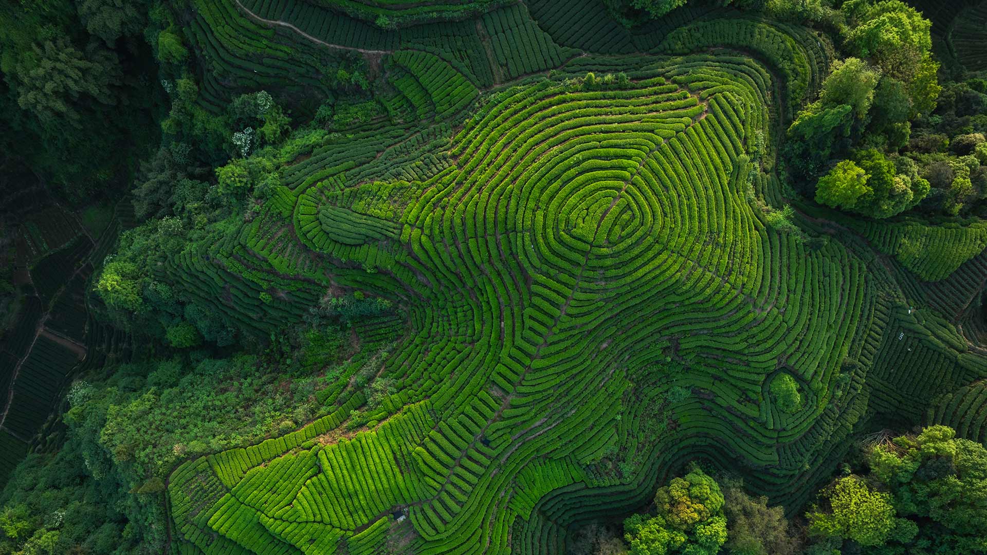 Bing Detail Image