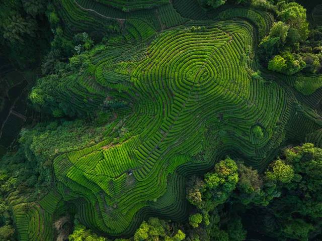 四川省的茶梯田, 中国