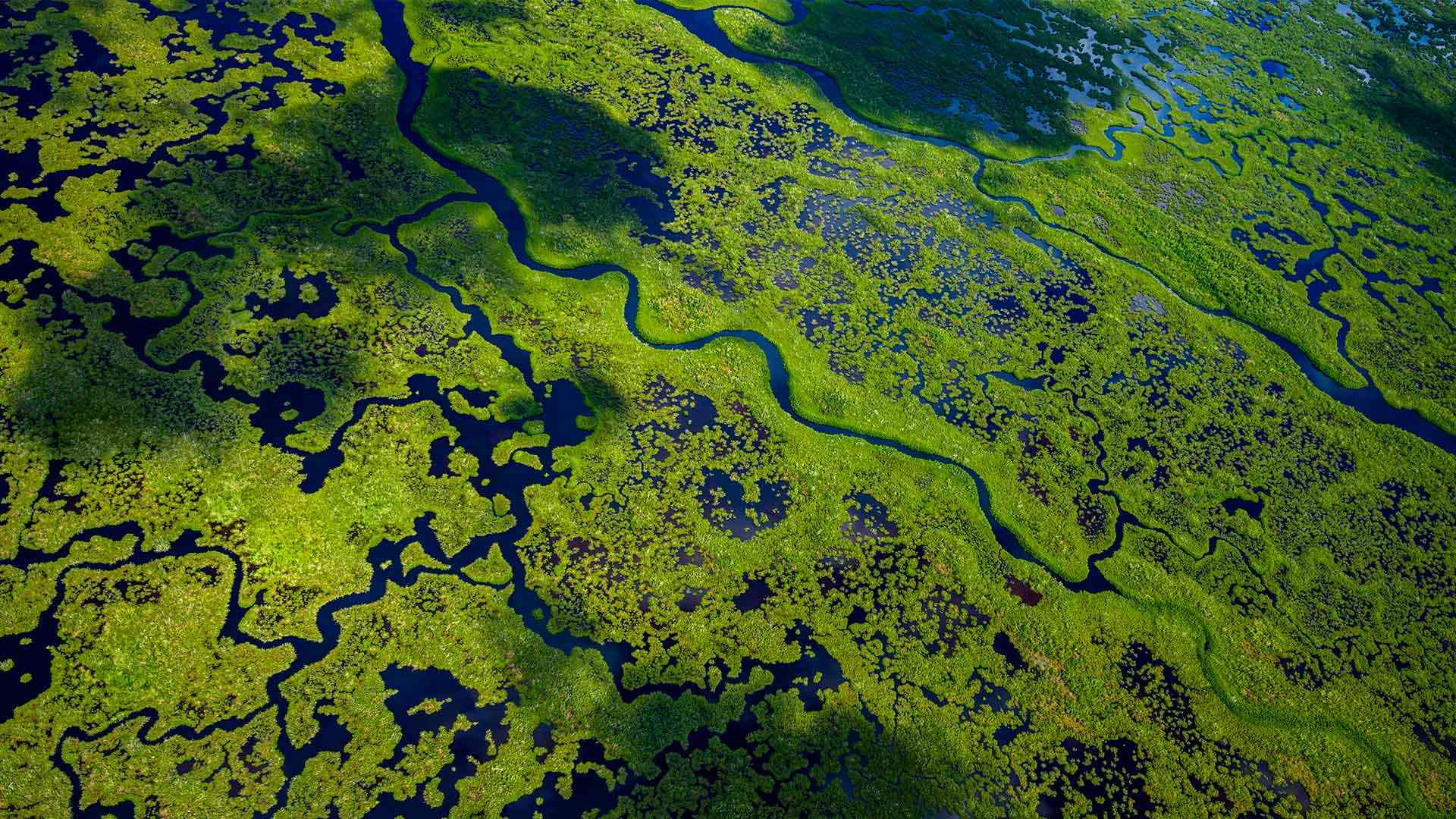 Bing Detail Image