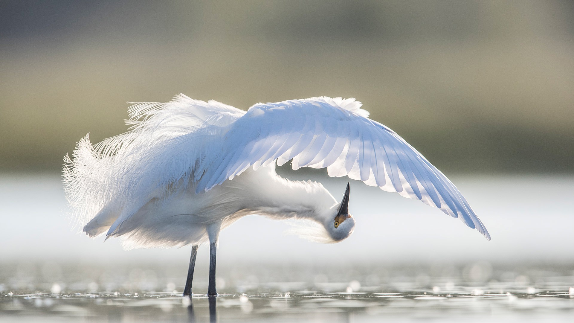 Bing Detail Image