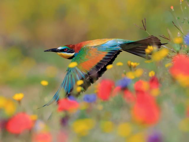 Bing 1