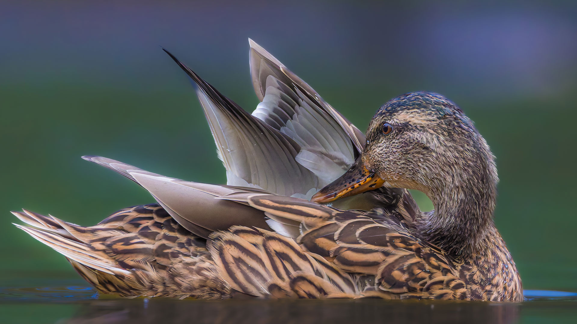 Bing Detail Image
