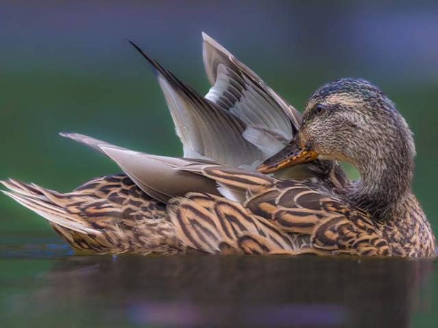 Bing 1