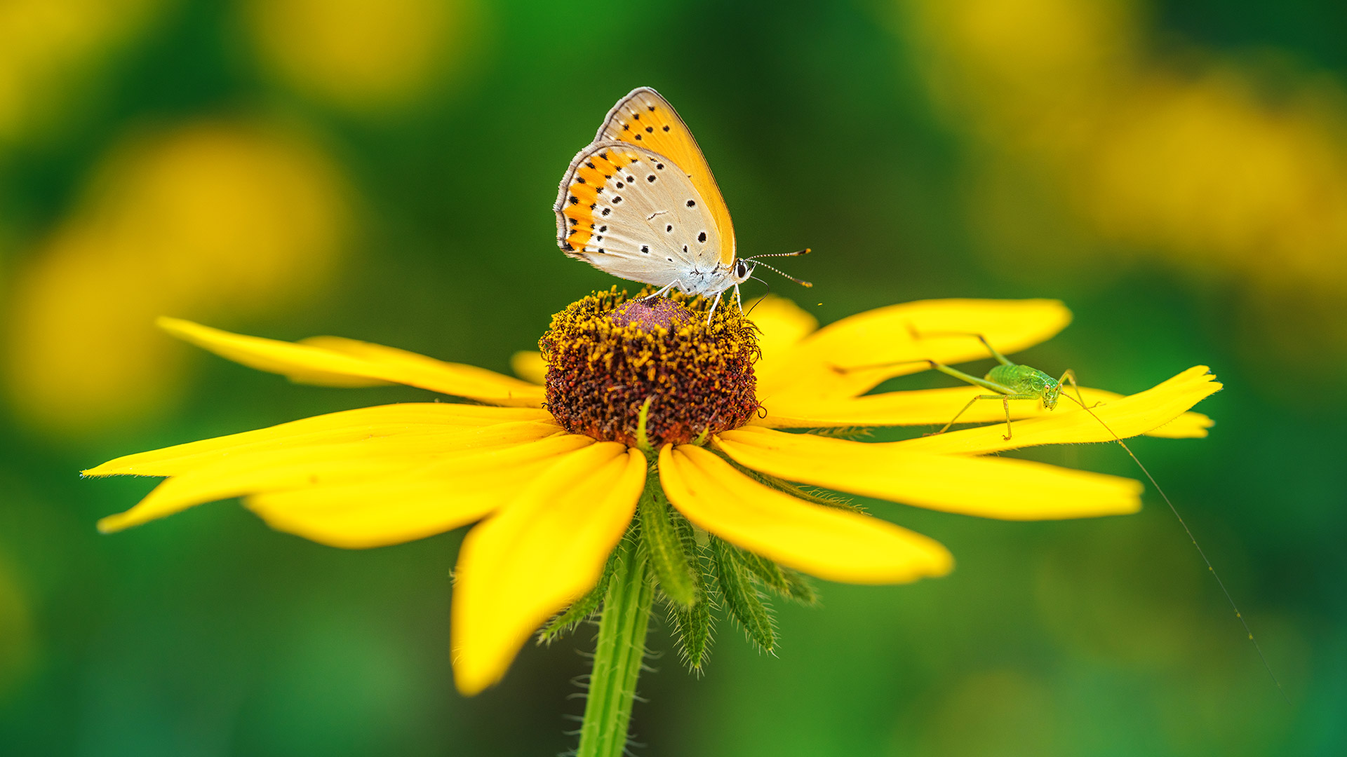Bing Detail Image