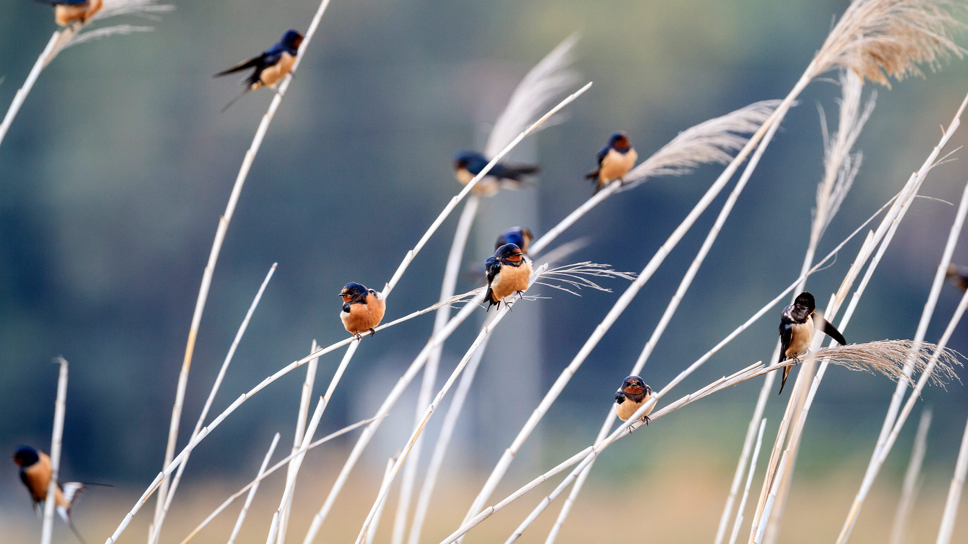 Bing Detail Image