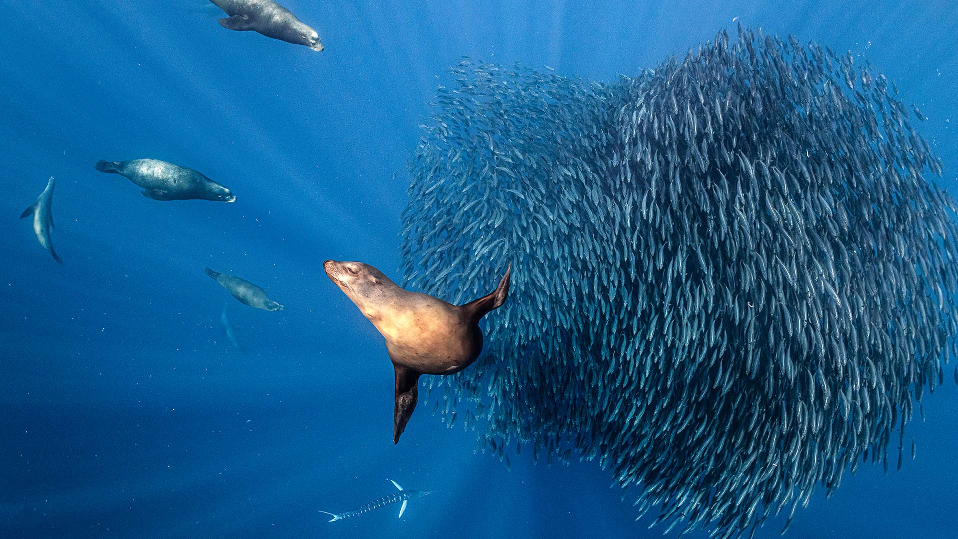 墨西哥近海围猎沙丁鱼饵球的加州海狮，太平洋