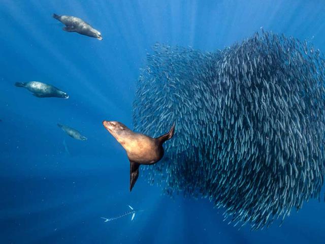 墨西哥近海围猎沙丁鱼饵球的加州海狮，太平洋
