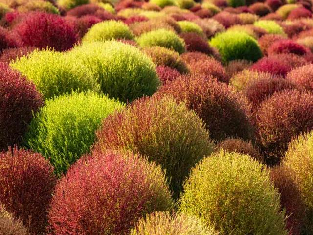 地肤田，中国
